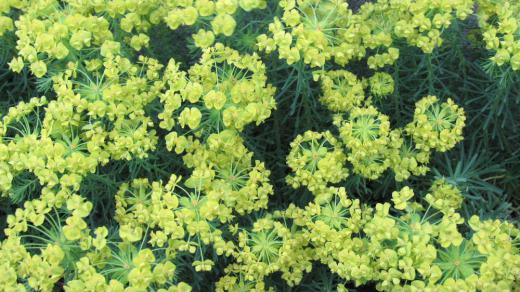 夜空に黄緑色の花火が打ちあがったような花「マツバトウダイ」 散歩の途中に民家のそばの道ばたに黄緑色の小さな花が咲いていました 細い針金のような葉が密植し茎の先端からたくさんの枝を伸ばし花を付けています 伸ばした茎のようなものが花火のように見えました 面白い花ですが「マツバトウダイ」という名前の花でよかったのでしょうか/