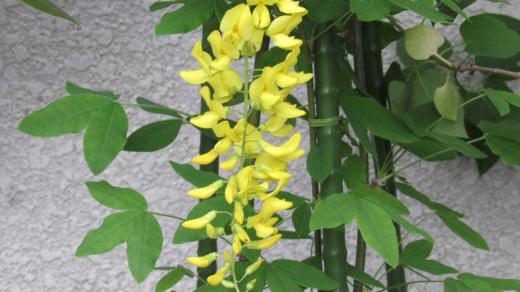 黄色のフジの花 挿し木で育てた「キングサリ」が黄色の花を5つ咲かせています 黄色のフジのような花で「黄花藤」とも呼ばれる花木でつる性ではありません  藤のような長い花ではありませんが鮮やかな黄色はたくさん咲いたら見事だろうと成長するのを楽しみにしています 美しいのですが有毒植物で特にタネは毒性が強いので要注意とか/