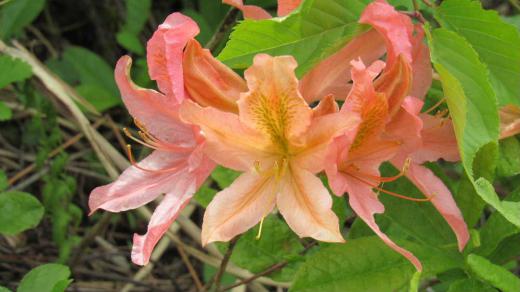 なんと優雅なツツジの花 山際の堤の土手にオレンジ色の花がたくさん咲いていました 花全体が豪華でアザレアにしては咲くのが早く「レンゲツツジ」と教えていただきました 6月前後に咲くのでは夏の花と言えば「レンゲツツジ」だそうです 五つの星形の花を咲かせ一度咲くと数日間咲きっぱなしで陽ざしの中でも眩しい光を放ってきれいな姿を見せています サツキはこの後に咲きはじめます/