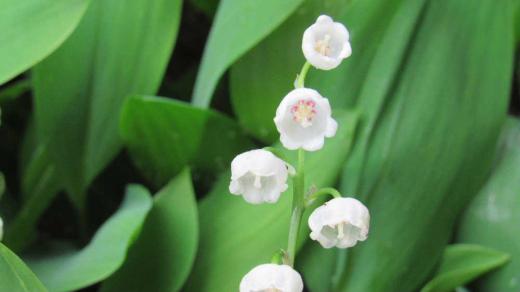 昨日の暑さを冷ますように降る小雨の中 白い「スズラン」が咲いています 2枚の葉の間から茎を伸ばし白い釣鐘形をした花を咲かせます 「スズランスイセン」や「ドウタン」の花と大きさや形も似ていて5月に庭を彩る可愛い花です 日本で自生しているスズランは崛起が短く花の数も少ないため 市場で出回っているスズランは「ドイツスズラン」と言われています「スズラン」の花をもう少し楽しめそうです/