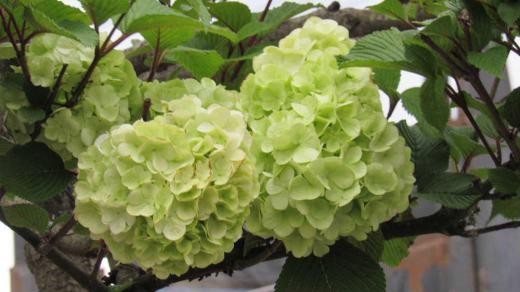 紫陽花のような「オオデマリ」 10日ほど前に散歩の途中で目にとまった黄緑色の小さなボール状のアジサイのような花が昨日は真っ白に咲いていました 花が丸くてマリのように花がまとまって咲いているところから「オオデマリ」と名前がついています 黄緑色から白に変る花 秋には紅葉も美しい木です/