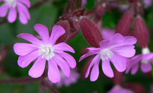 近所の庭に鮮やかな5枚の花弁をもつピンクの花がこんもりと咲いています「サクラマンテン」と庭の持ち主から教えてもらいましたがネットで調べてみると「サクラマンテンマ」とヒットしました 正しくは「サクラマンテンマ」でしょうか 別名「フクロナデシコ」と解説され世界で広く栽培されているとのことです/