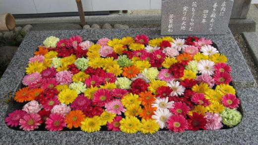 鶴岡の街を歩いてきました あいにくの雨で天神祭りをじっくりと楽しむことができませんでしたが鶴岡公園をゆっくりと散策してきました 荘内神社の花手水 お堀花の花しょうぶ 雪の降る町をの歌碑などどれもが雨に打たれた後の静かなたたずまいがステキでした/