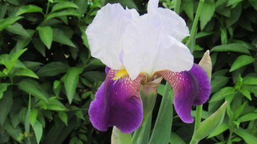 この花は「シャーマンアイリス?」 梅雨時になるとアヤメやカキツバタなど似たような花がそちこちで咲きはじめます アヤメとカキツバタの区別すらつきませんが写真の花はアイリスの仲間でしょうか「シャーマンアイリス」は虹の花とも呼ばれ、色とりどりの花をさかせアイリスの仲間では最も華やかで多くの品種があると言われています 上と下の花の色がちがっておりフリルがついているような形の花です 梅雨時にぴったりの花です/