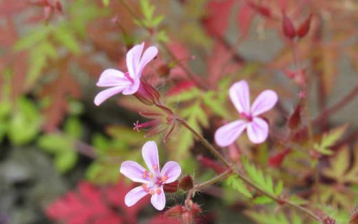 植えた覚えがないのに小さなピンクの花がさいています「ヒメフウロ」と呼ばれている花で葉や茎が赤く色づいていて真っ赤な葉もあります 抜いても抜いても生えてきて雑草扱いですがよく見ると可愛い花です 葉の脇から伸びた枝先に1,2個花をつけています ニオイが塩を焼いたようなことから「シオヤキソウ」の別名もあるようです/