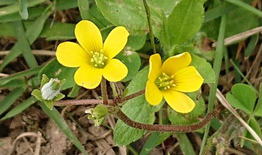 至る所に生えている雑草「カタバミ」が黄色の花をつけています 5枚の小さな黄色の花を咲かせ 花が終ると小さな角のような実をつけているのもあります 根っこがどんどんと広がり ほったらかしておくと庭がカタバミだらけになってしまいます 葉が半分食べられてような様子から「片食み|(かたばみ)」「片喰(かたばみ)」と呼ばれるようになったと言われていますがよく見てもその形を見つけることができません/