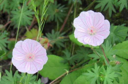 今日も隣の家の庭に咲いている花です 名前を聞いたところ亡くなったおじいちゃんが植えた花でわからないとのことでしたが 調べてみると「アケボノフウロ」ではないかと思われます 花は2〜3センチで先日紹介した「ヒルザキツキミソウ」に似て淡いピンクで花びらには濃い脈がありアクセントになっています 花期は初夏から秋と息の長い花でとても可愛い花です/