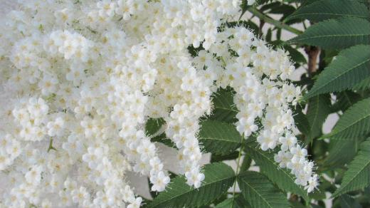 玄関先の真っ白な「ニワナナカマド」が咲きました 「ウワァー」と驚くような小さな花が密集していてとても爽やかです 知人からいただき鉢植えしていますが梅雨時の今頃咲いてくれるのですが今年は花の房を6つもつけてくれました 葉緑の鋸のような葉が目立ちます 街路樹にも植えられているところもあると聞きますが夏以降にも咲いてくれる花木だからでしょうか/