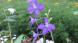 紫色の「チドリソウ」がようやく咲きました 「チドリソウ..:2025/06/20 09:00