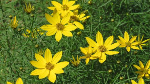 キバナコスモスのような黄色の花をつけた「イトバハルシャギク」が咲きはじめました 葉っぱは細くスギナのような形をしています 暑さにも強く乾燥していても良く育つ多年草です 花が終ると刈り取ってしまいますが翌年しっかりと芽を出し今頃花を咲かせてくれます 風に揺れる葉っぱは涼やかで雨に濡れる姿も愛らしい梅雨時に庭を彩る「イトバハルシャギク」です/