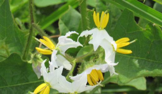 ナスの花に似た「ワルナスビ」が新田堤の土手にたくさん咲いていました 秋になる黄色の実は有毒で家畜が食べると中毒死したり畑に生えると作物の連作障害を起こすなど厄介な植物です 読んで字のごとく「ワルナスビ」の名前は牧野富太郎博士が呼んでいた名前で1980年代から有害雑草と認識されるようになったとのことです 田んぼの畔などえも良く見かける雑草ですが畑や庭に生えたりしたら厄介です/