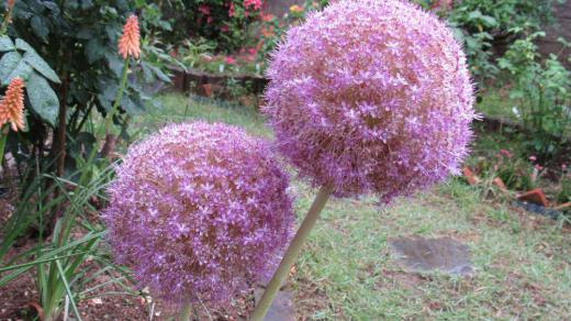 隣の家から花瓶にたててくださいと大きくて丸い薄紫色の葉をいただきました よく見てみると小さな葉が集まって大きな花となって咲いています しらべてみると「アリウムギガンジウム」でしょうか アリウムには約700種の野生種があり、ニンニクやネギも同じ仲間だそうです 主に、花茎が長い大型種は切り花としてされています。葉のない長い花茎とその頂部に傘形または球状の花序がつく姿はほかの草花にはないユニークさがあり、また花もちもよいので、生け花やフラワーアレンジメントに利用され人気があるそうです/
