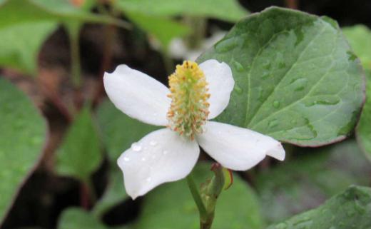 梅雨時に独特の臭気の「ドクダミ」が至る所に咲いています 裏の川べりに群生していますがなぜか好きになれない植物で庭に生えていると思わず抜いてしまいます 4枚の花びらのような特殊化した葉の上部に小さな花が集まっていますが1個の花のように見えます 名前は「ドクダミ」ですが無毒で民間薬として府くるから利用されてきたそうです ドクダミ茶など飲用されることもありあまり嫌わなくともよいのかなあ/