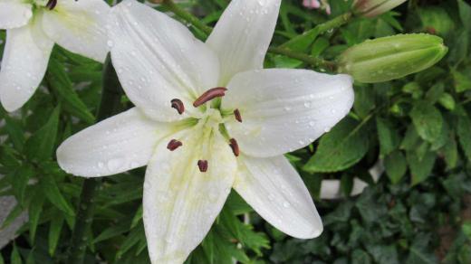 白い「ユリ」がようやくさきました 飯豊町のユリ園では見事な花をみることができるのですが我が家のユリは全部で4鉢で 咲いている先から花びらが散ってしまいじっくりと花を楽しむ時間もなくあっという間に終わってしまいます でも雨の中の白いユリも清楚でステキです/