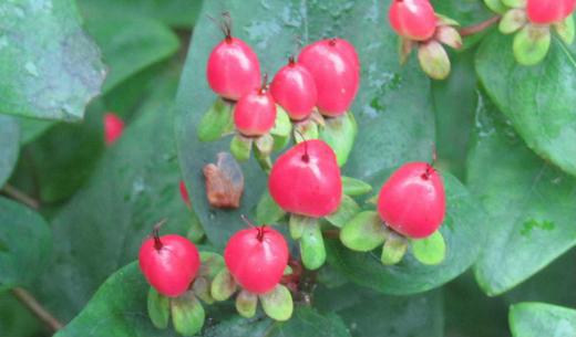 鮮やかな黄金色の花が終わり「ヒペリカム」の実がなっています 黄金色の花から小さなさくらんぼのような真っ赤な実がなりました さくらんぼよりはかなり小さく実の先に雌しべのようなものが残っていますが一見するとさくらんぼに見えます 黄金色の花 爽やかな緑色の葉 鮮やかな赤い実と 初夏に一気に楽しめる「ヒペリカム」はこの後実が黒くなり終わりを告げます/
