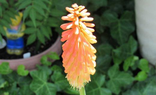 長い茎の先にオレンジ色のまるでたいまつのような「トリトマ」が咲いています 今日から7月暑い夏を象徴するかのように鉢植えの「トリトマ」が花を付けてくれました 赤・オレンジ・黄色がグラデーションになって咲く様子はあまり目にすることのない花で庭の花壇のアクセントになる花です「トーチリリー」とも呼ばれほったらかしておいても育つので花壇でも鉢植えでも育てやすい花です ですが我が家の「トリトマ」は痩せて花も小さめです/