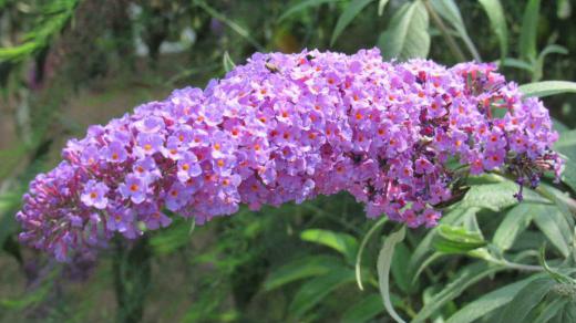鮮やかな赤紫色の小さな花が集まって房状に咲いていました「フサフジウツギ」でしょうか 茎の先に10〜20センチほどの長さの花がびっしりとついていました 今まで目にしたことがない花で思わず写真を撮らせていただきました 夏から秋にかけて咲く花でもうしばらくは楽しめるはなでしょうか ニオイを嗅いできませんでしたが芳香があるのだそうです もう少し近づて匂いを嗅いでみればよかったかなあ/