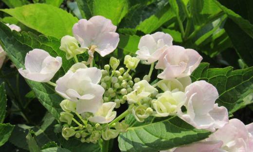 還暦を迎えた年に当時の職場の同僚からアジサイの鉢植えをいただきました 鮮やかな紫色のガクアジサイで鉢から地植えしましたが今でも花を咲かせています 例年ですと梅雨真っ盛りでアジサイの季節ですが空梅雨でしょうかほとんど雨も降らず真夏のような暑さの中 草花があえぎあえぎ花を咲かせています 今日も暑い一日になりそうです/