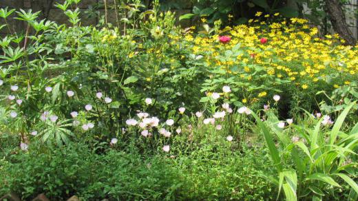 あまり雨も降らず庭の花も喘ぎ喘ぎ花を咲かせているようです 黄色、ピンク 赤と花のグラディ―ションが庭を彩っています あまりの暑さに草花の成長がイマイチで花の月もあまりよくありません ちょっこと雨が降りましたがもう少し一雨も二雨もほしいこの頃です/