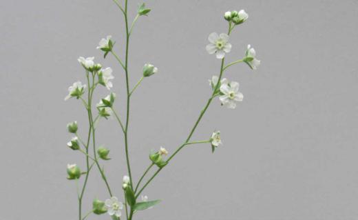 秋蒔きの「オンファロディス」を春になってからまいたせいか背丈も小さくようやく咲いた花も小さくとても可愛い花です「オンファロディス」という名前はへそに似たという意味で 種がへそのような形をしているので付いた名前だそうです/