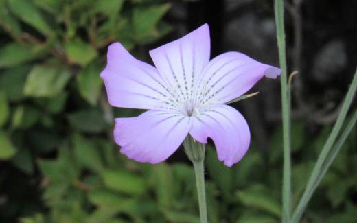 秋蒔きの「ムギナデシコ」を春に蒔いたところ ようやく葉が咲いてくれました 茎の背丈が高くその先端にコスモスのような花をつけてくれます 麦のような葉とコスモスのようなことから「ムギナデシコ」とついたのだろうか 写真のように薄紫色の花で中心部が白く花の中心から外側に向かって筆で描いたように細い線が付いています 茎が70〜80センチほどあり弱そうにみえますがいがいと丈夫で育てやすい草花です/