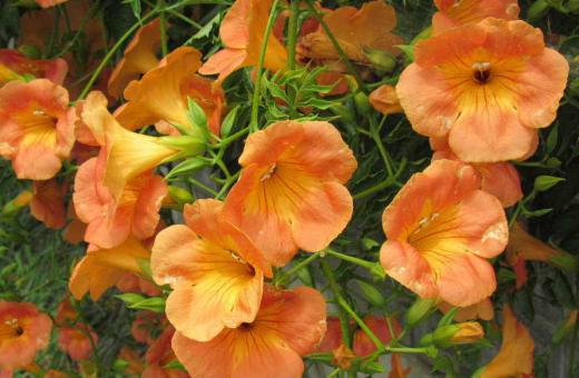 近所の「ノーゼンカズラ」が満開です 夏を彩る花の一つでオレンジの花を見ると暑い夏を連想させてくれる花です つる性の花木で植えてみたいと思っている花木の一つです 中国から日本にわたってきて1000年以上も親しまれている花木だそうです ただ花と蕾の汁は有毒で、花の中に溜まった水が目や口に入らないように注意しなければならないそうです 怖いですねえ/