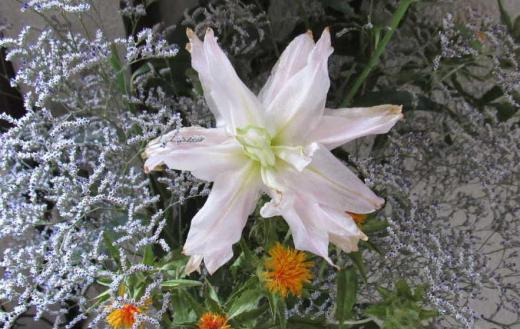 先日いただいた花束に「カサブランカ」の花が混じっていました ユリに似た花ですが豪華で見る人を引き付ける花です 今朝知人から「カサブランカ」が花が咲きましたとSNSでいただきました ちょうど今が「カサブランカ」の旬の季節でしょうか 「カサブランカ」はモロッコ王国の都市でスペイン語で「白い家」という意味があるそうです そんな風景を彷彿とさせせる花ですねえ/