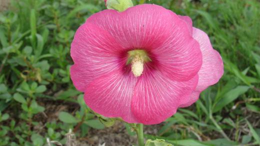 赤や白、ピンクなど「タチアオイ」がそちこちに咲いています 花は垂直に伸びた花茎の下からちょうど梅雨入りの頃に枝の下の方から咲き始め 梢の方まで咲きあがるころ梅雨が終わることから「梅雨葵(ツユアオイ)」という別名もあるそうです 今年の梅雨明けはどうでしょうか 昨日一昨日と涼しい日が続きましたがまた熱くなりそうであまり雨の降らない空梅雨のような天候です いつまで咲いていてくれるのでしょうか/