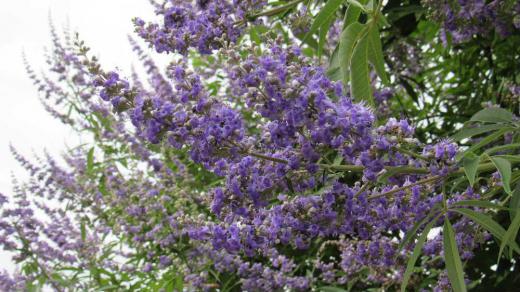 散歩の途中で爽やかな薄紫色の「セイヨウニンジンボク」の花を見つけました 暑くて花が少なくなるこの時期はあまり花を見ることができなくなっただけに散歩で見つけた「セイヨウニンジンボク」の爽やかな花は花に芳香もあり一服の清涼剤のような感じです 「セイヨウニンジンボク」という名前は葉がチョウセンニンジンに似ているところからきたとか/