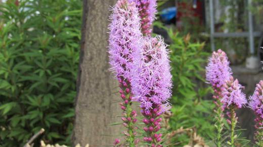 「リアトリス」別名「ユリアザミ」とも呼ばれている薄紫色のまっすぐに伸びた花穂が咲いています まっすぐに伸びた花穂は上から咲き始めだんだんと下い開花していきます 球根ですから植えっぱなしでも毎年開花する花で庭で鑑賞するのもよし生け花などにも使われる花の一つです/