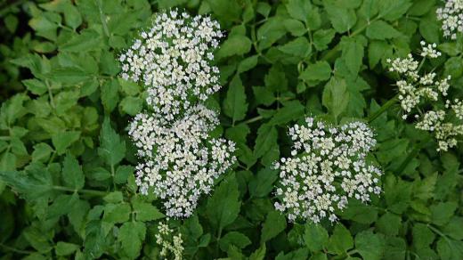 田んぼのあぜに白い「セリ」の花が咲いていました「セリ」の独特の強い香りと歯ざわりなどの風味は格別ですが今は栽培されているものが多く野生のセリを採って食べることもなくなくなりました「セリ」は春の七草の一つで子どもの頃は早春になるとよくセリ積みに行ったことを思い出します 春の野菜ですが初夏の花も可愛いものです/