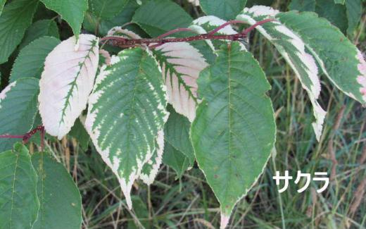 「ハンゲショウ?」散歩の途中 桜並木の一本の桜の根元付近に緑の葉が部分的に白くなっている葉を見つけました「ハンゲショウ」のように思われて写真をとりました 「ハンゲショウ」は緑の葉に白いペンキを半分塗ったような植物です「半化粧」あるいは「半夏生」と書き虫媒花ということで虫を誘う必要があるので白く目立つように進化したのではないかともいわれています 写真は桜の葉です/