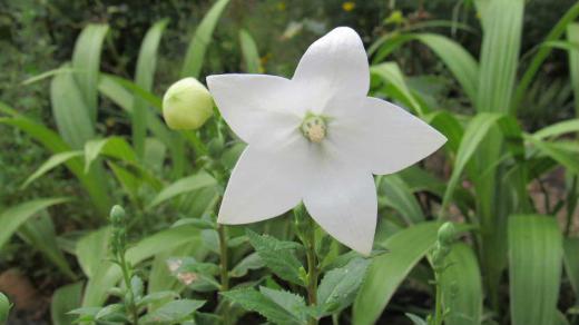 風船のような淡い緑の蕾が開き真っ白な「キキョウが開花しました 「キキョウ」の蕾は咲く寸前までふんわり膨らんで紙風船の様な形をしています 花が咲く瞬間に音でもたてて咲きそうな可愛らしい雰囲気が魅力的です 可愛い可憐な花ですが暑さでしおれてしまうこともあり暑さが恨めしくなります/