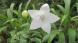 風船のような淡い緑の蕾が開き真っ白な「キキョウが開花し..:2025/07/20 09:00