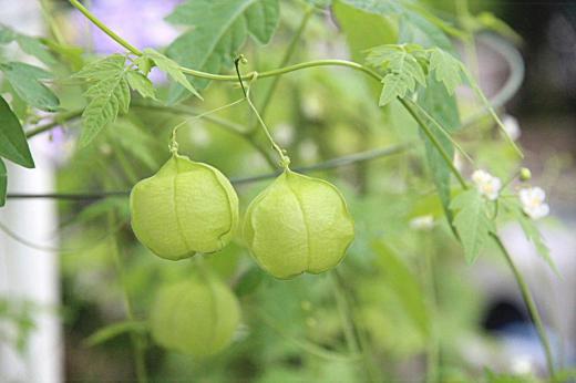 暑い暑いと喘ぎながら庭や川べりなどに花が咲き実を付けています。ニゲラやキキョウのつぼみ フウセンカズラの実などどれもが風船のように膨らみ 花が咲く時や実がはじける時などパチンと音が聞こえてくるような気がするように膨らんでいます 夏の草花の不思議です/