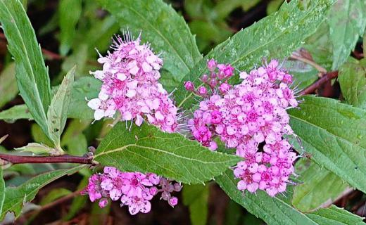散歩途中の道ばたにピンクの小さな花が咲いtいました 刈り込みの終わった先にあまり大きくない花で以前にこのブログで紹介した「シモツケ」でしょうか 初夏に咲く花木のようですが刈り込むと「植物の春化現象」で枝から新しい芽がでて花が咲くのだそうです 暑いのに良く咲いていますね/