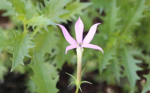 淡い色の小さな星形の花を株いっぱいに咲かせ  ギザギザの葉で夏を涼し気に演出してくれるプランターに蒔いた「イソトマ」が可愛い花をさかせてくれました花言葉は猛毒で葉や茎から出る白い液体には毒があることからこのような花言葉になったとか 蒸し暑さにも強く改良され秋まで咲いています 白や薄紫色のあり暑い夏にも楽しめる花です/