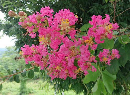夏になると思い出す花の一つが「サルスベリ」です 真夏に鮮やかなピンクの花を咲かせる「サルスベリ」を見つけました 花の咲いている期間が長く夏の暑さで疲れた庭を彩ってくれる貴重な花木です 樹皮のないつるつるした樹皮と愛らしい印象を与える縮れた花びらが特徴です 猿も木から滑り落ちるほど滑らかな樹皮から「サルスベリ」の名前が付いたといわれています/