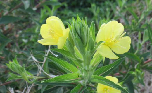 早朝の涼しい朝の散歩で爽やかなレモン色の花をつけた「メマツヨイグサ」にそちこちで出会いました 背丈は1メートルを超えるものもありましたが夕方に開花し朝方にはしぼむんだそうです 花びらが4枚あるががく片も4枚ありかなレモン色の花に癒され気持ちの良い朝のひと時を持つことができました/