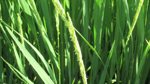 稲の花が咲き米の実る秋がやってきます 新潟県では水不足で稲が枯れてしまっているニュースが流れていましたが私の回りの田んぼは実りの秋を迎える準備に入っており、雨上がりの陽ざしをあびて稲穂が風に揺れています このままいけば素人からみれば豊作間違いなしかな 順調に育つことを祈るのみです/