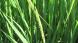 稲の花が咲き米の実る秋がやってきます 新潟県では水不足..:2025/08/08 09:00