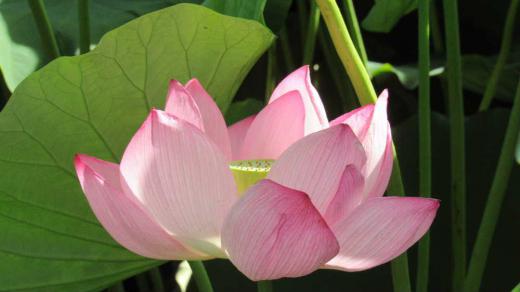 CAテレビのニュースで上杉公園の「ハス」の花がきれいに咲いていますと紹介されましたので足をのばして見てきました 暑さに少ししおれたりしぼんだりしていましたが一面の緑の葉の中にピンクの「ハス」の蕾や花を愛でてきました あまりきれいではない水でも咲く花で花言葉は「清らかな心」とされそんな雰囲気の花です 仏教とともに伝来したと言われ古くから使われた名で仏壇を彩る花で仏教と深いかかわりのある花のようです 今日は8月16日はみ霊を送る日です お盆が終ると例年だとぐっと涼しくなるのですが今年はまだまだ暑さが続きそうです/
