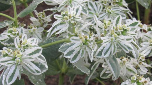雨にうたれた「ハツユキソウ」をみつけました 「ハツユキソウ」と聞くと冬の植物かと思うかもしれませんが 真夏の今 葉のふちが白くなって 雪が降ったかのように見える草花です 花よりも葉の美しさを楽しむ草花です 真夏の暑さや直射日光にも負けない強い植物で毎日暑い日が続く中でも爽やかな白い色で庭を彩っています/