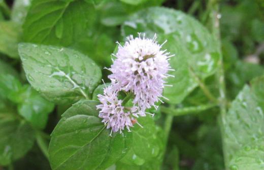 鉢植えの「オーデコロンミント」が花を咲かせています 生育が旺盛でほとんど手入れをすることもなく水をやるだけでほったらかし状態でもどんどん伸びてくれ葉をつまんでにおいを嗅いでみるとオーデコロンを思わせる強い香りがします 多年草ですのでそのまま庭木の下に置いておくだけで翌年また芽をだしてくれます 毎年あまり手入れをせず香りを楽しんでいます 朝から雨が降っていますが草花にとっては恵みの雨でしょうか/