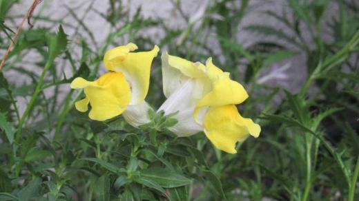 昨日は一時ですが強い雨が降りましたが一時で止みました 季節はずれのように「キンギョソウ」淡い黄色の花をつけています 春から初夏にかけて咲く花ですが暑い夏が過ぎた今頃咲いています 昨年採種した種ですが「キンギョソウ」はF1品種が多く種を蒔いても同じ花を咲かないこともあるのだそうです 金魚に似ているので「キンギョソウ」と付いたといわれていますのでそのような姿をねらいましたうまく撮れませんでした/