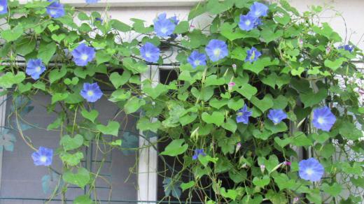今年は咲かないのかなと心配になっていた「セイヨウアサガオ」が夏の忘れ物がもどってきたかのように数えきれないほど咲いてくれました ようやく暑さも峠を越し朝晩はすっかり涼しくなり草花もすっかり息をふき返したように元気になりました 今日は一つ咲いた 二つ咲いたと小学生の絵日記のように数えていましたがようやくいつもの年のアサガオになりました もう少し「セイヨウアサガオ」を楽しめそうです/