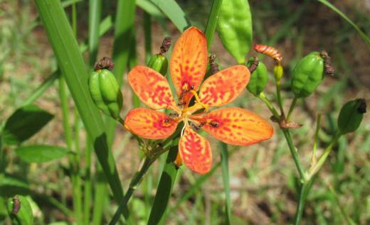 山形市の野草園のボタニカルアート展を見てきましたが園内で「ヒオウギ」の花をみつけました 初めて見る花でとてもきれいな花です オレンジ色の花で赤い斑点があり アリが花の中心に集まっていましたが何かを食べているのでしょうか 山の草地や海岸に自生するそうですが関西地方では栽培され生け花にも利用されているとか 夏の花がほとんど終わり秋の花が咲き始めていましたが咲いている花が多くなく秋の花が待たれます/