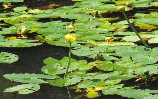 山形市の野草園の池の水面から伸びた茎の先に黄色の花が咲いていました いままで見たことがない花でネットで調べてみると「コオホネ」とヒットしました 河骨と書き「コオホネ」と呼ばれる水草の一種だそうです ふつうは水面よりも上に葉を立ち上げ夏に長い花柄の先に花を咲かせるのだそうです 『コオホネ(河骨)」の名前の由来は水の底を這う地下茎が骨のように白く見えることから付いたとか(異説もあり)/