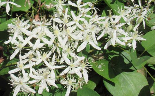 白い花をいっぱいにまとめて咲いている「センニンソウ」を見つけました「センニチソウ」は夏の花で山野の藪の中で咲いていますが初秋に花をさせるのだそうです 毒性が強いのだそうですが生薬として利用されているとか 日本では利用されていないそうです/