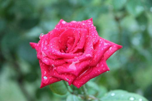 雨に濡れた「バラ」 暑かった今年の夏もひと雨ごとに涼しさを増し ようやくしのぎやす秋がやってきました  今朝の気温は10度をちょっと超えるほどの寒さ?です 庭の草花も息をふき返したように元気になり 四季咲きのバラが色とりどりに咲いています 葉も枯れており病気にもかかり 初夏のバラのように大きくはありませんが今年2度目のバラを楽しんでいます /